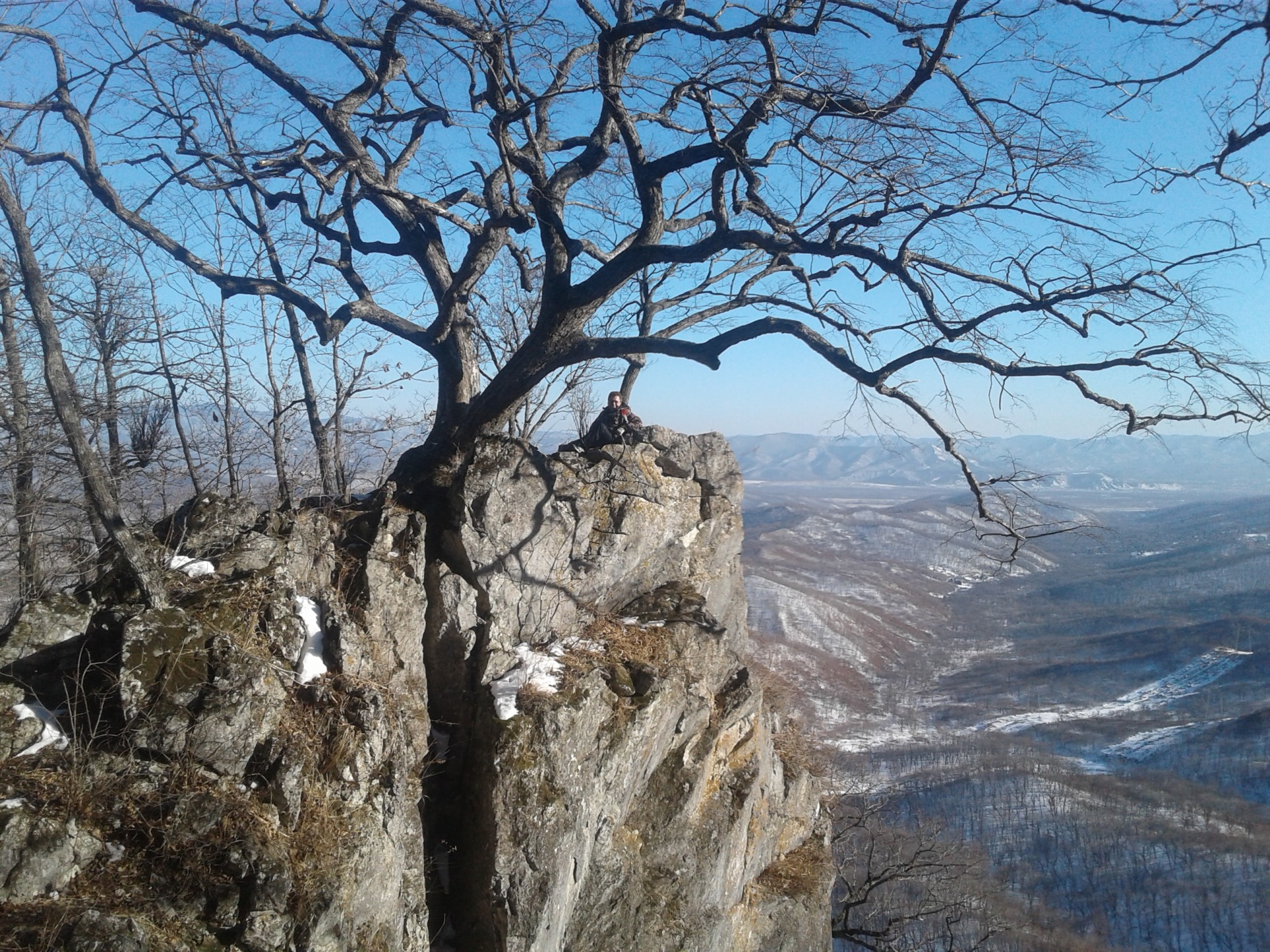 Одинокое старое дерево на скале. Фото Натальи Аграфениной