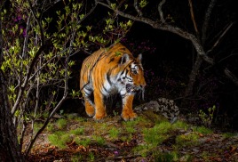 Как снимать звезды и амурского тигра: РГО приглашает на мастер-классы призеров фотоконкурса «Самая красивая страна» во Владивостоке